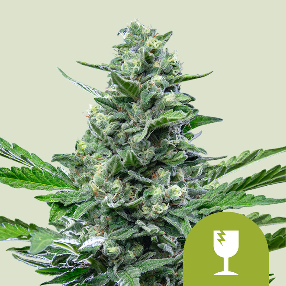 Acheter Graines De Cannabis Royal Critical Auto Royal Queen Seeds