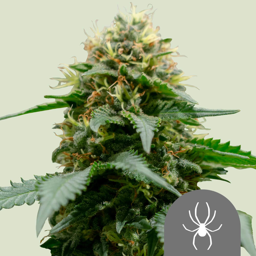 Acheter Graines De Cannabis R Guli Res White Widow Royal Queen Seeds