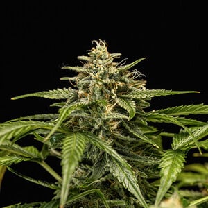 Acheter Graines De Cannabis Hybrides Medusa F