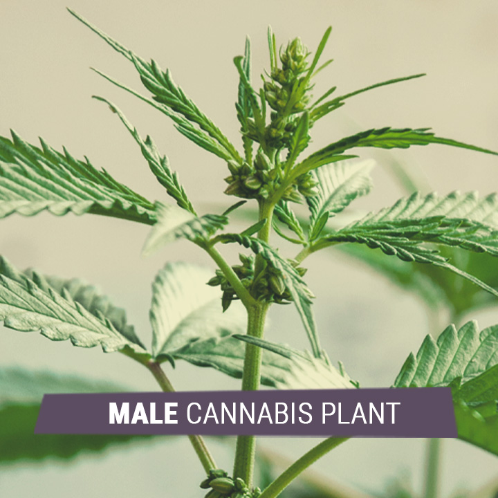 Comprendre le cannabis mâle femelle et hermaphrodite RQS Blog