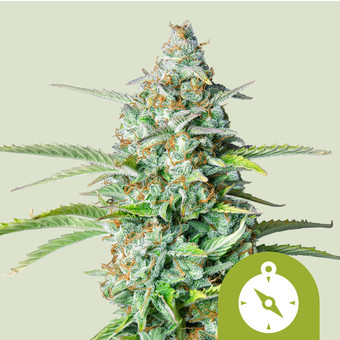 Comment choisir le bon broyeur - Fast Buds Graines de Cannabis Autofloraison