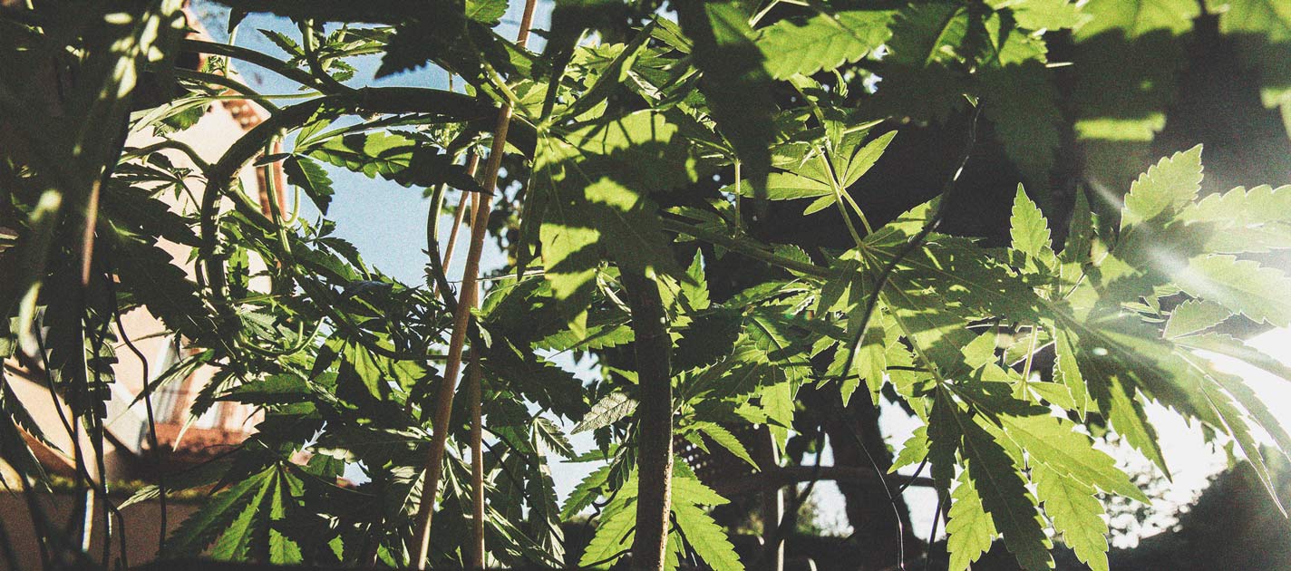 Techniques de palissage des plantes: La méthode d'attache - Fast