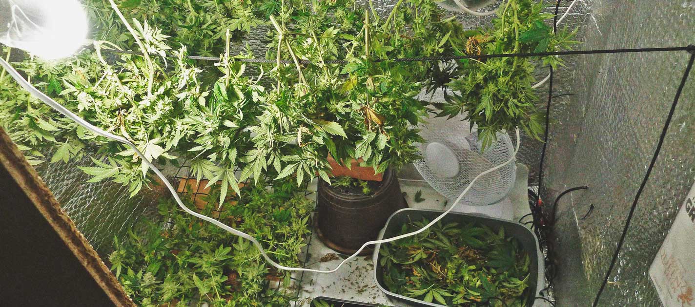 Les différentes étapes de la croissance d'une plante de cannabis - Newsweed