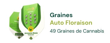 graines-autofloraison-cannabis