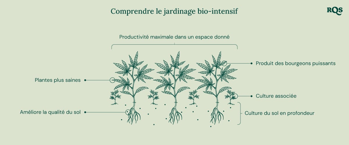 Illustration du jardinage bio-intensif, montrant une productivité maximale, des plantes plus saines, des bourgeons puissants, la culture associée, la culture en profondeur et l'amélioration de la qualité du sol.