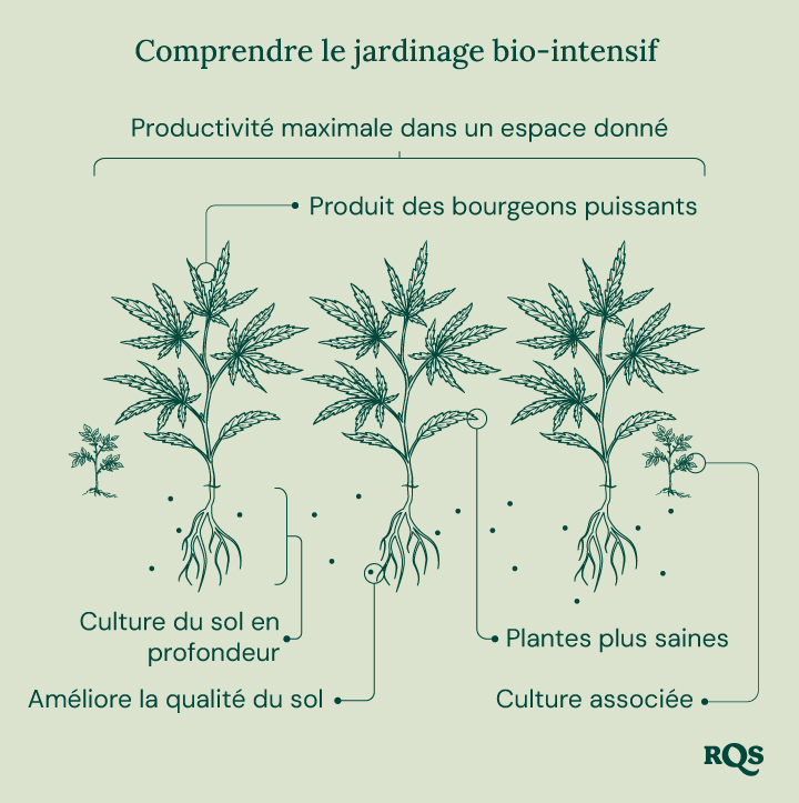 Illustration du jardinage bio-intensif, montrant une productivité maximale, des plantes plus saines, des bourgeons puissants, la culture associée, la culture en profondeur et l'amélioration de la qualité du sol.