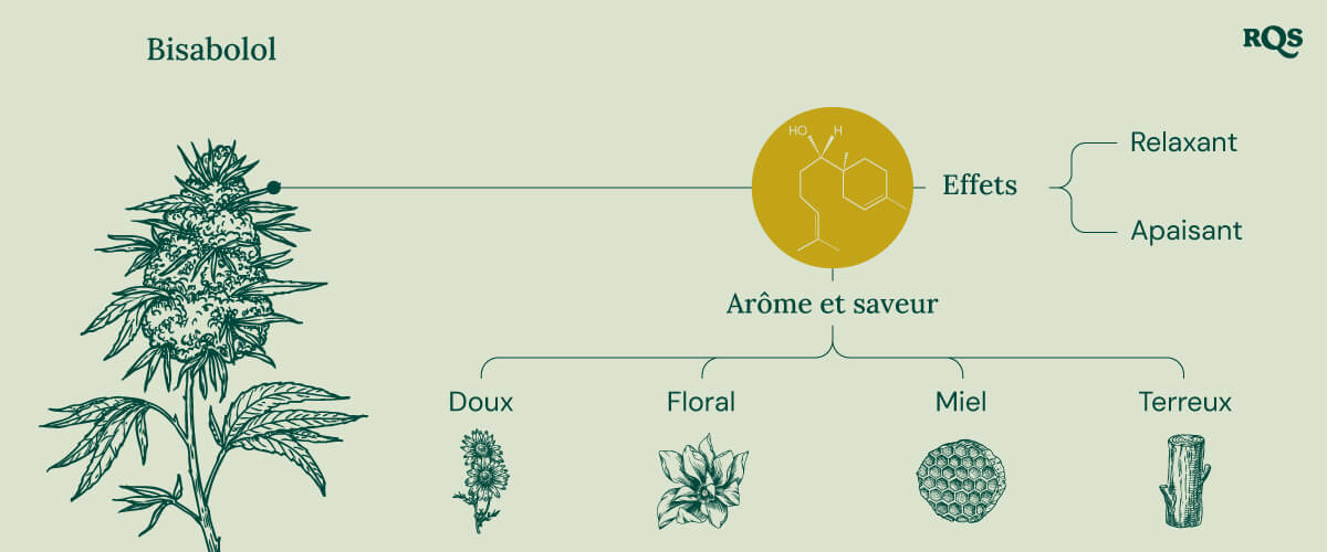 Infographie sur le terpène bisabolol, illustrant ses effets et ses arômes. Elle montre des descriptions d’effets "relaxants" et "apaisants", avec des notes d’arômes telles que sucrée, florale, miellée et terreuse.