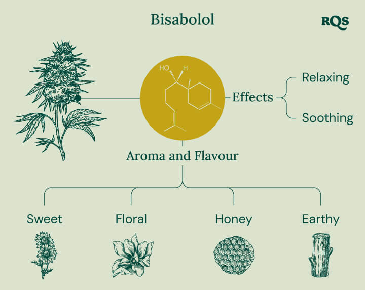 Infographie sur le terpène bisabolol, illustrant ses effets et ses arômes. Elle montre des descriptions d’effets "relaxants" et "apaisants", avec des notes d’arômes telles que sucrée, florale, miellée et terreuse.