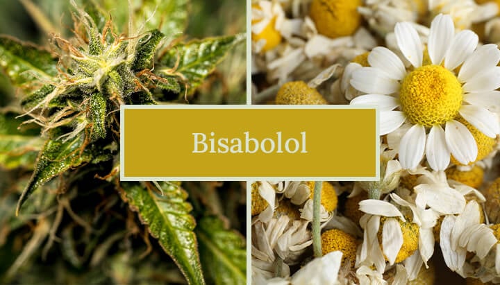 Image comparant les fleurs de cannabis et de camomille, étiquetée "Bisabolol", mettant en évidence la présence de bisabolol dans les deux plantes.