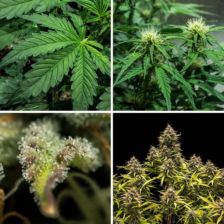 Collage de quatre images illustrant le processus de germination des graines de cannabis Blue Cheese Auto, créé par Royal Queen Seeds. Ce visuel accompagne des conseils sur les techniques de germination optimales, la gestion de la température et la préparation du sol pour cette variété productive.