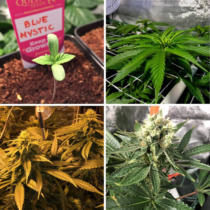 Collage montrant les étapes de croissance du cannabis Blue Mystic : graine, jeune plante avec des feuilles, fleur en boutons et plante mature avec des bourgeons denses.