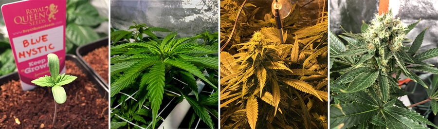 Collage montrant les étapes de croissance du cannabis Blue Mystic : graine, jeune plante avec des feuilles, fleur en boutons et plante mature avec des bourgeons denses.