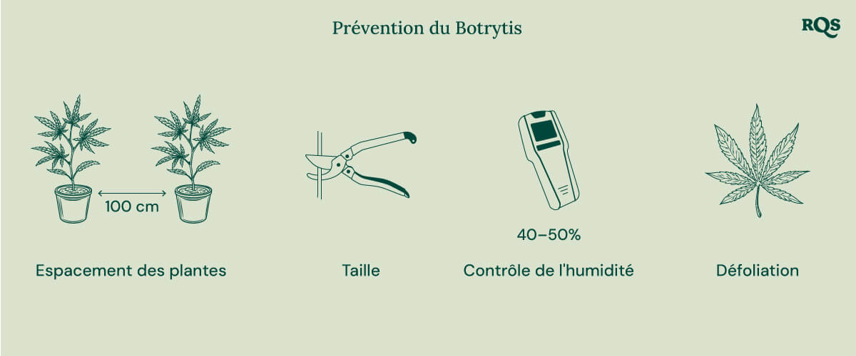 How to treat botrytis in cannabis