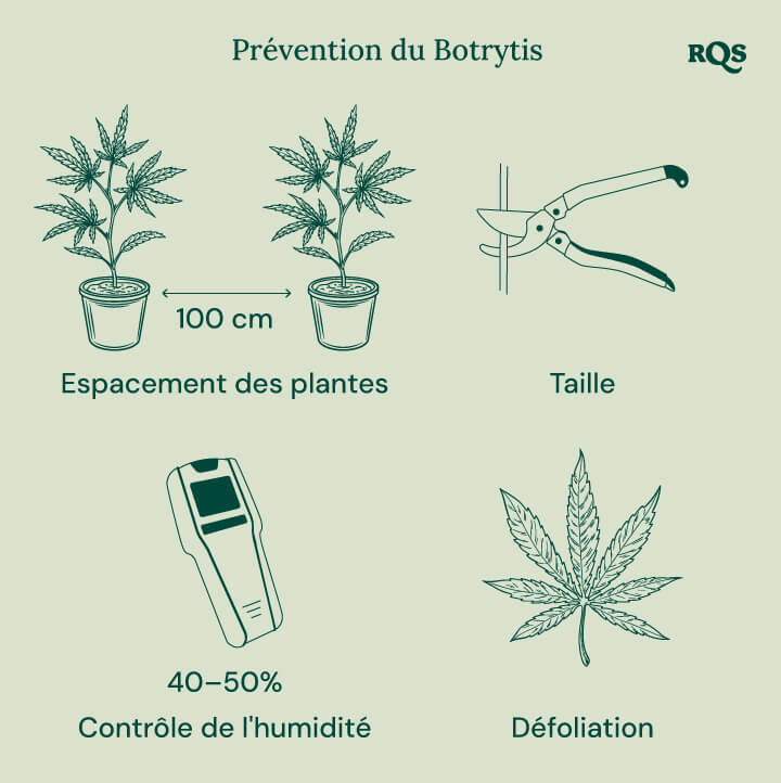 How to treat botrytis in cannabis