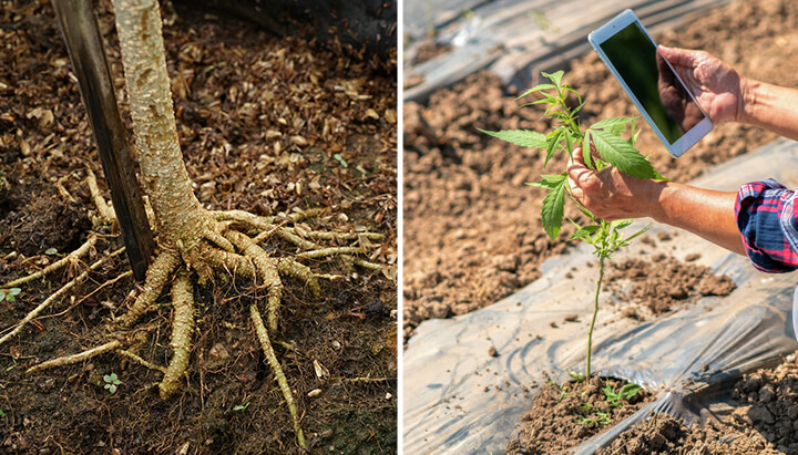 Deux images : À gauche, un tronc d'arbre avec des racines exposées. À droite, une main tenant une tablette à côté d'un jeune plant de cannabis dans un champ.