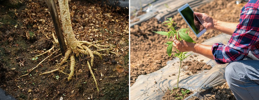 Deux images : À gauche, un tronc d'arbre avec des racines exposées. À droite, une main tenant une tablette à côté d'un jeune plant de cannabis dans un champ.