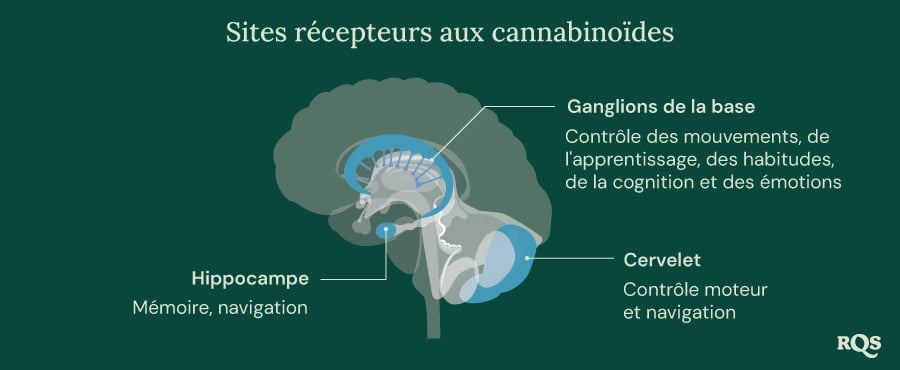 Cannabinoid Receptor Sites