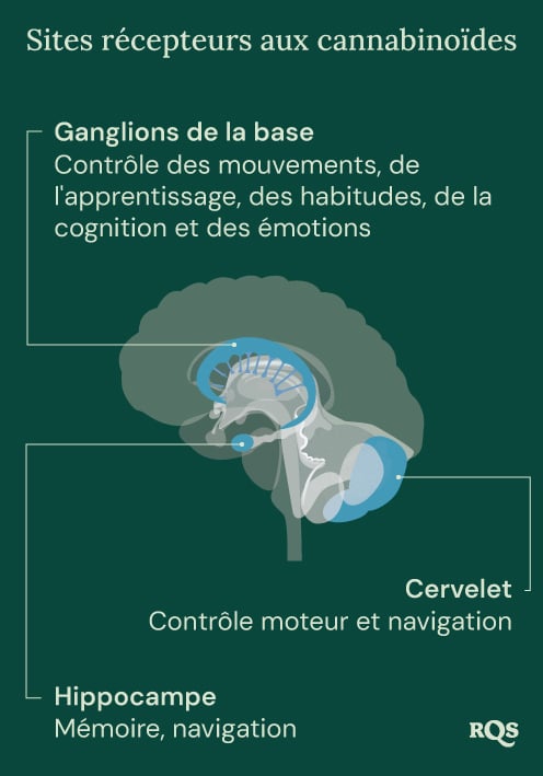 Cannabinoid Receptor Sites