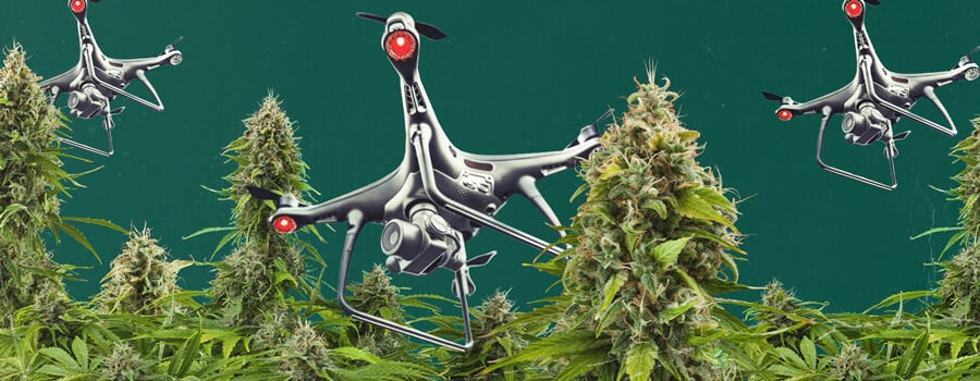 Un drone équipé de technologie de surveillance survolant une zone de culture de cannabis en extérieur, illustrant les défis de la surveillance par drone du cannabis et les stratégies évolutives que les cultivateurs doivent adopter pour protéger leurs récoltes de la détection.