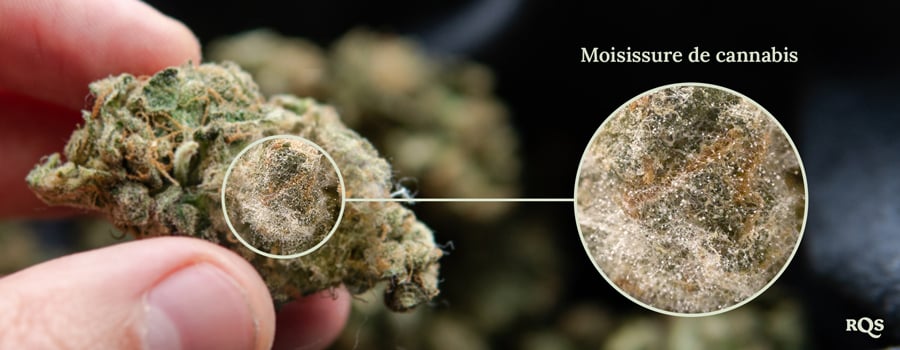 Un gros plan de moisissure se développant sur un bouton de cannabis. La moisissure est une substance blanche et duveteuse qui couvre la surface du bouton.