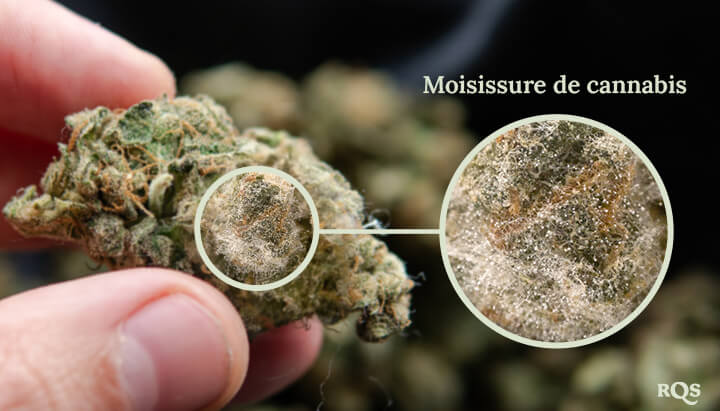 Un gros plan de moisissure se développant sur un bouton de cannabis. La moisissure est une substance blanche et duveteuse qui couvre la surface du bouton.