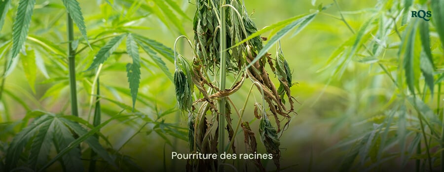 Plante de cannabis affectée par la pourriture des racines avec des feuilles jaunissantes et tombantes, causée par un arrosage excessif et un mauvais drainage. Met en évidence les feuilles de cannabis jaunissantes et les symptômes de marijuana jaune.