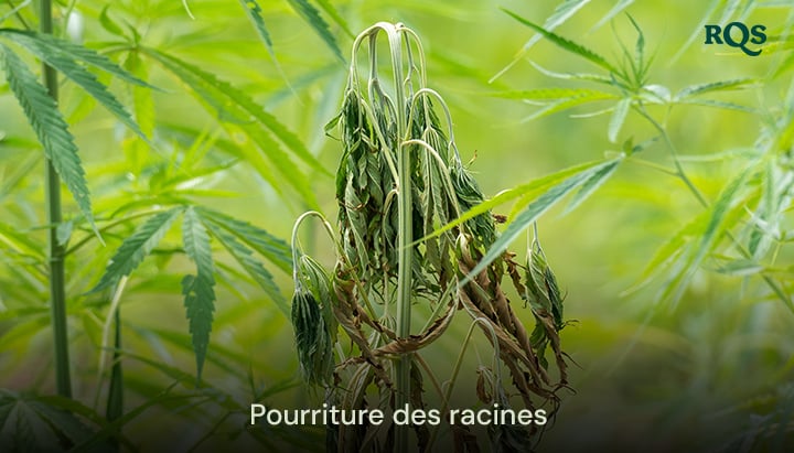 Plante de cannabis affectée par la pourriture des racines avec des feuilles jaunissantes et tombantes, causée par un arrosage excessif et un mauvais drainage. Met en évidence les feuilles de cannabis jaunissantes et les symptômes de marijuana jaune.