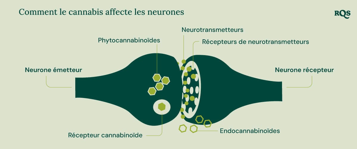 Infographie montrant comment les phytocannabinoïdes et les endocannabinoïdes interagissent avec les récepteurs cannabinoïdes, les neurotransmetteurs et leurs récepteurs. Le diagramme met en évidence le processus entre les neurones émetteurs et récepteurs dans le contexte des composés du cannabis affectant la fonction cérébrale.