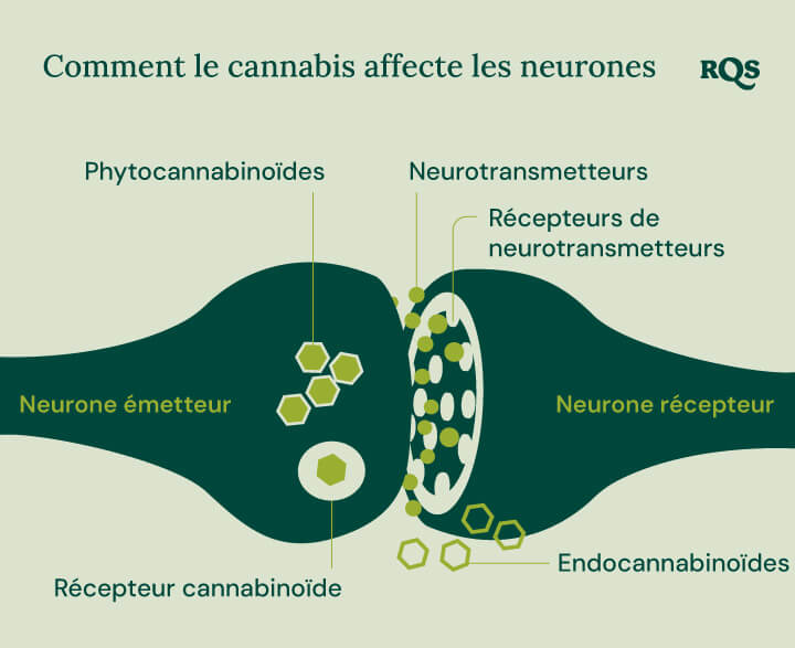 Infographie montrant comment les phytocannabinoïdes et les endocannabinoïdes interagissent avec les récepteurs cannabinoïdes, les neurotransmetteurs et leurs récepteurs. Le diagramme met en évidence le processus entre les neurones émetteurs et récepteurs dans le contexte des composés du cannabis affectant la fonction cérébrale.