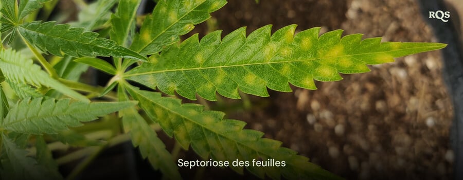 Feuille de cannabis affectée par la septoriose des feuilles, montrant des taches jaunes et une décoloration due à une infection fongique. Exemple de jaunissement des feuilles de cannabis et de taches jaunes sur les feuilles de cannabis.