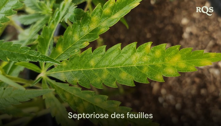 Feuille de cannabis affectée par la septoriose des feuilles, montrant des taches jaunes et une décoloration due à une infection fongique. Exemple de jaunissement des feuilles de cannabis et de taches jaunes sur les feuilles de cannabis.