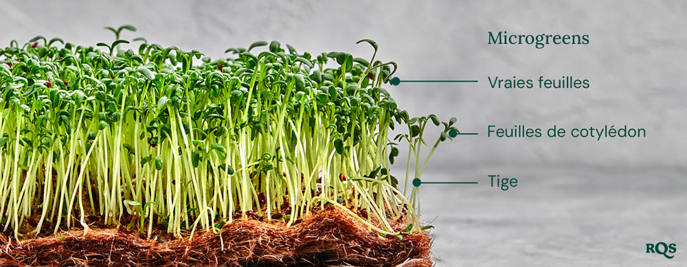 Cannabis microgreens