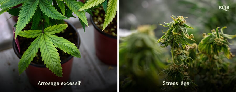 Deux plantes en pot présentant des symptômes de stress : la plante de gauche a des feuilles jaunissantes dues à un arrosage excessif, tandis que celle de droite a de petites feuilles déformées à cause du stress lumineux.