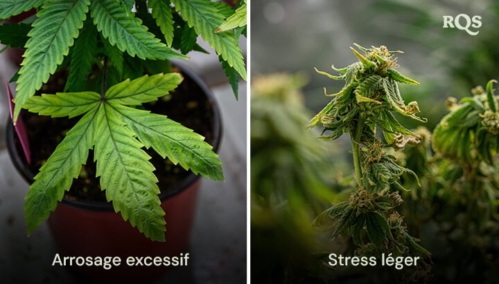 Deux plantes en pot présentant des symptômes de stress : la plante de gauche a des feuilles jaunissantes dues à un arrosage excessif, tandis que celle de droite a de petites feuilles déformées à cause du stress lumineux.