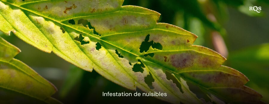 Feuille de cannabis endommagée par des parasites, présentant des trous et une décoloration causés par une infestation. Relatif aux taches jaunes sur les feuilles de cannabis et au jaunissement lié aux parasites.