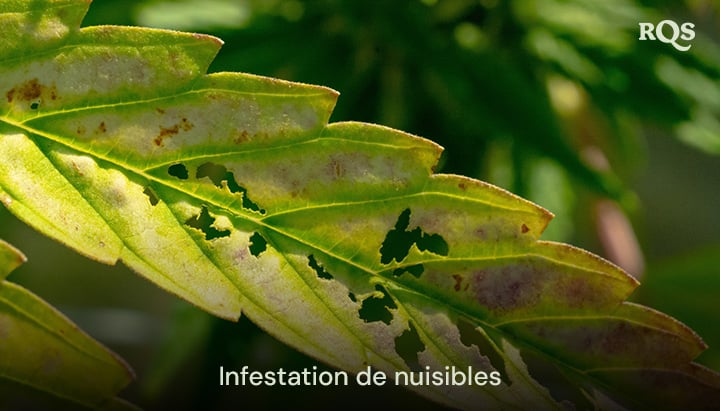 Gros plan d’une feuille de plante endommagée avec des trous et une décoloration, probablement causée par des parasites tels que des insectes ou des maladies.