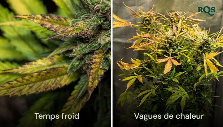 Comparaison côte à côte de feuilles de cannabis endommagées par le froid et les vagues de chaleur, avec un jaunissement et un recourbement visibles. Souligne le stress environnemental sur les feuilles de cannabis qui jaunissent.