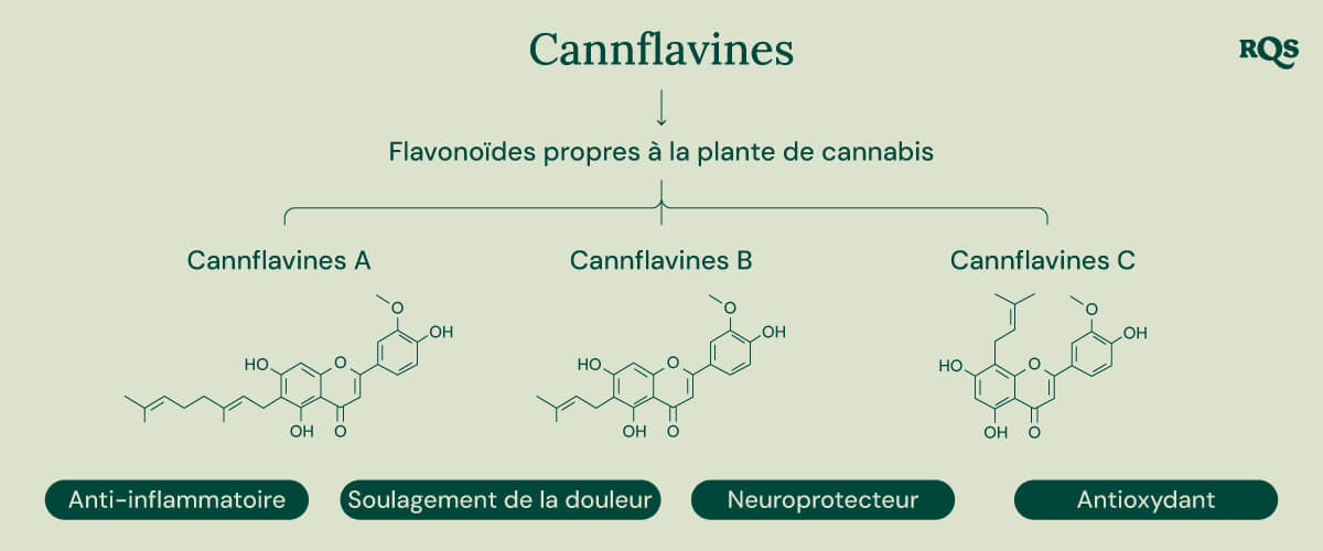 Infographie montrant les trois cannflavines uniques à la plante de cannabis : Cannflavine A, Cannflavine B et Cannflavine C. Chaque cannflavine est associée à un bénéfice potentiel pour la santé spécifique : anti-inflammatoire, soulagement de la douleur, neuroprotecteur et antioxydant.