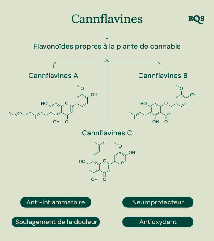 Infographie montrant les trois cannflavines uniques à la plante de cannabis : Cannflavine A, Cannflavine B et Cannflavine C. Chaque cannflavine est associée à un bénéfice potentiel pour la santé spécifique : anti-inflammatoire, soulagement de la douleur, neuroprotecteur et antioxydant.