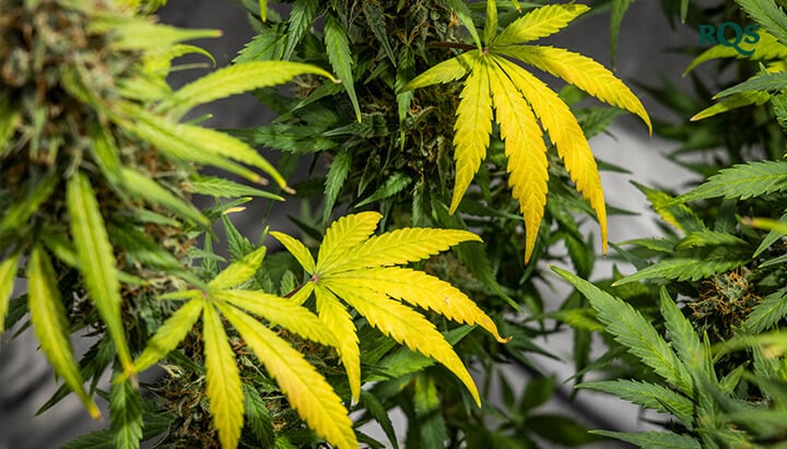 Gros plan sur des feuilles de cannabis jaunissant, montrant les premiers signes de stress ou de carences en nutriments. Met en évidence le jaunissement du cannabis à différents stades de croissance.