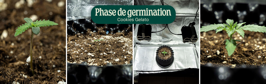 Cookies Gelato Germination