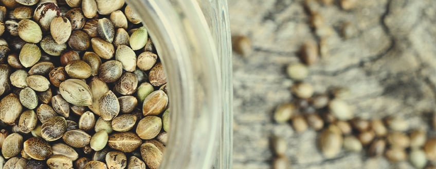Les 3 meilleures façons de faire germer des graines de chanvre