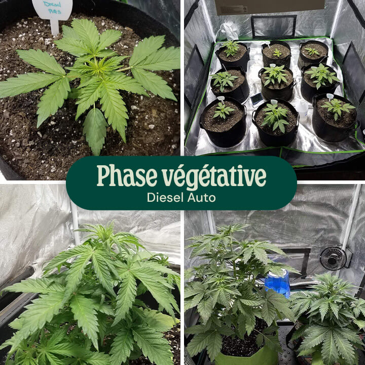 Diesel Auto Vegetative Phase