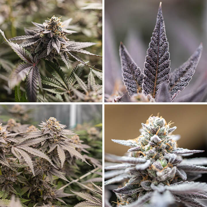 Un collage de quatre images montrant différentes étapes du cannabis Dynamite Diesel, avec des gros plans des bourgeons, des feuilles et une plante aux teintes violettes et vertes.