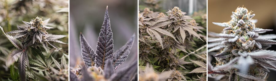 Un collage de quatre images montrant différentes étapes du cannabis Dynamite Diesel, avec des gros plans des bourgeons, des feuilles et une plante aux teintes violettes et vertes.