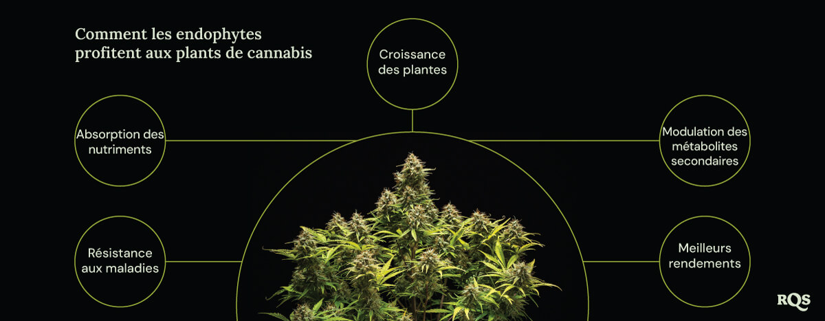 Un diagramme montrant une plante de marijuana entourée de quatre cercles indiquant les bénéfices des endophytes : croissance plus rapide, meilleure absorption des nutriments, résistance aux maladies et augmentation de la production de composés médicinaux.