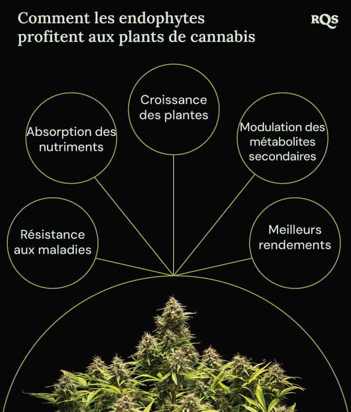 Un diagramme montrant une plante de marijuana entourée de quatre cercles indiquant les bénéfices des endophytes : croissance plus rapide, meilleure absorption des nutriments, résistance aux maladies et augmentation de la production de composés médicinaux.