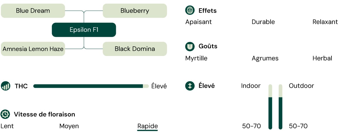 Infographie de la souche de cannabis Epsilon F1, un hybride de Blue Dream et Blueberry avec un taux élevé de THC, offrant des effets apaisants, relaxants et durables.