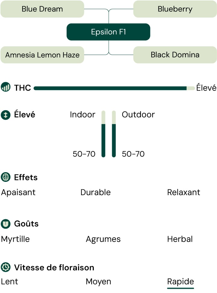 Infographie de la souche de cannabis Epsilon F1, un hybride de Blue Dream et Blueberry avec un taux élevé de THC, offrant des effets apaisants, relaxants et durables.