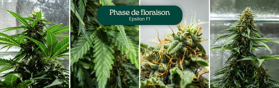 Étapes de floraison de la souche de cannabis Epsilon F1 : jeune plante avec quelques fleurs, plante avec plus de fleurs, plante avec une abondance de fleurs, et plante mature avec de nombreuses fleurs.